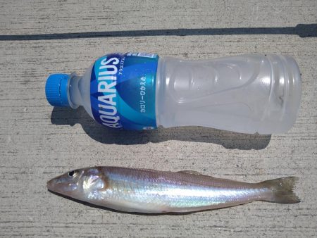 キス狙いとアジングの二本立て